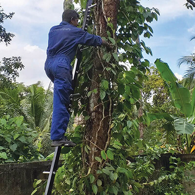 Spider Web Cutter Tool
